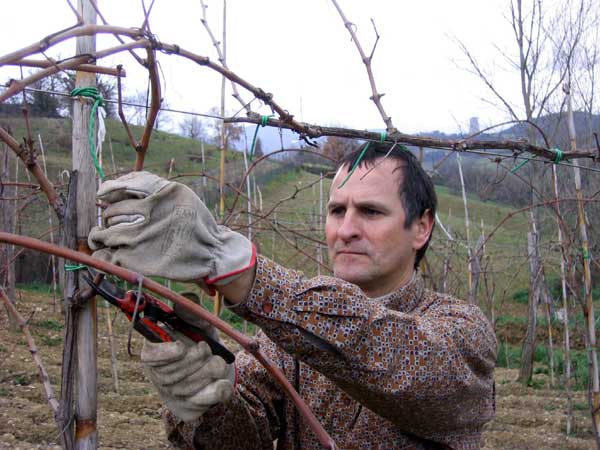 vines pruning
