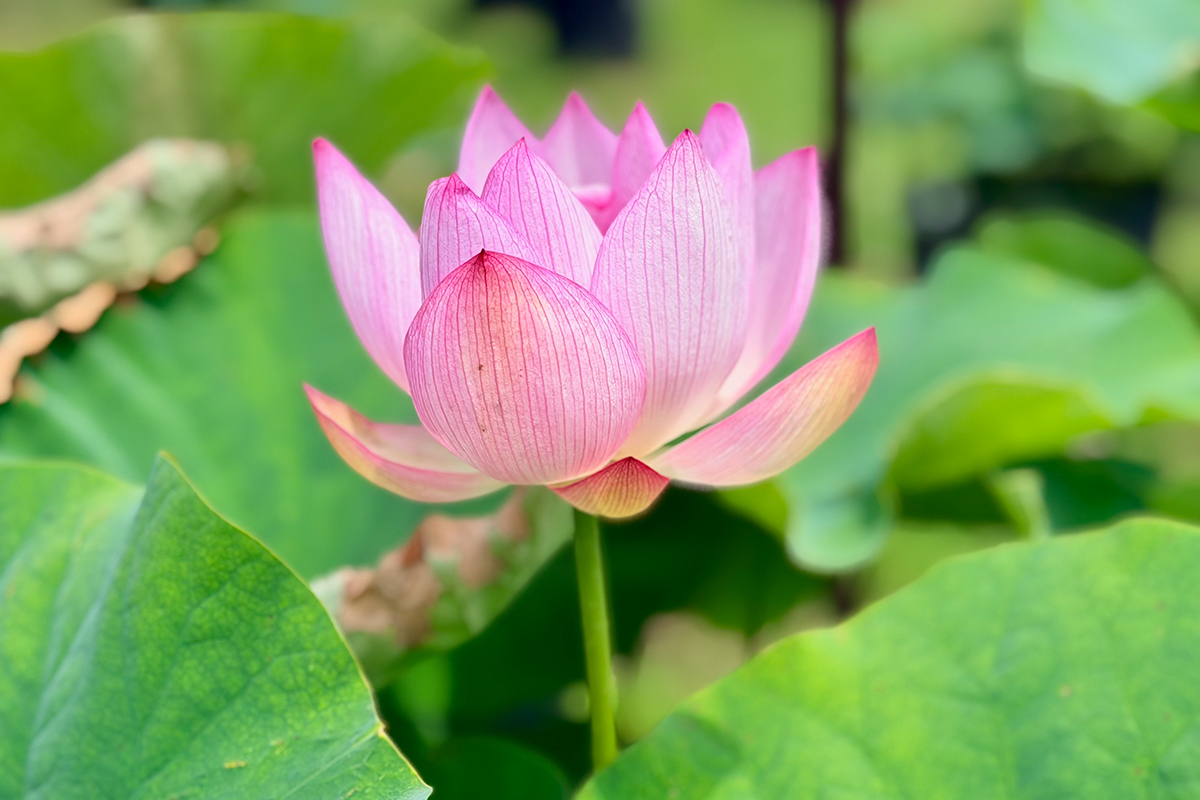 meditation tip