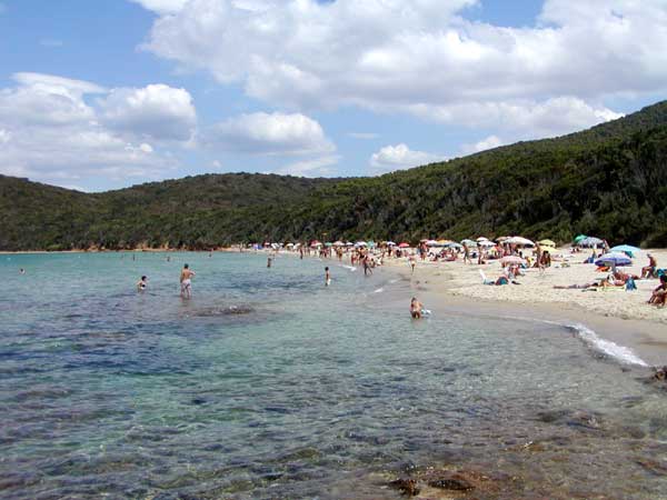 cala violina