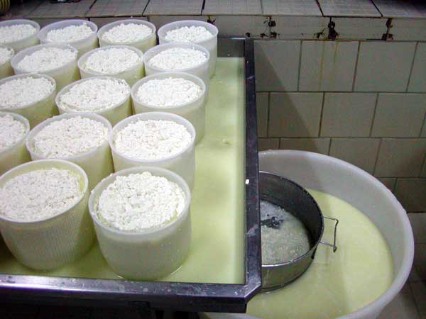 fattoria lischeto, toscana