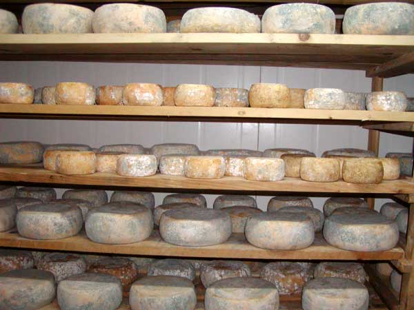 fattoria lischeto, toscana