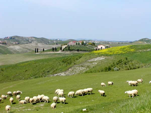 fattoria Lischeto, Toscana