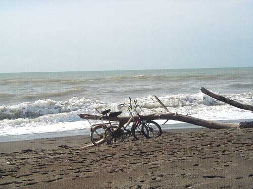 pineta