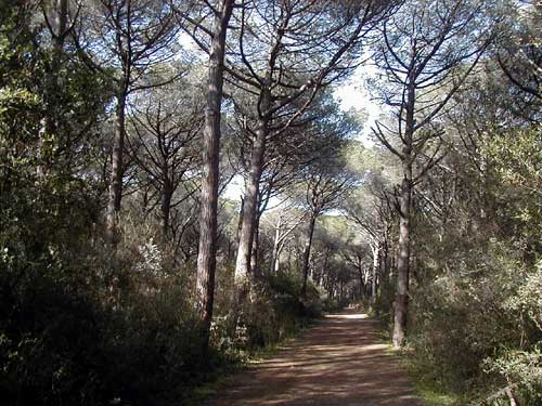 pineta