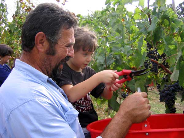 vendemmia