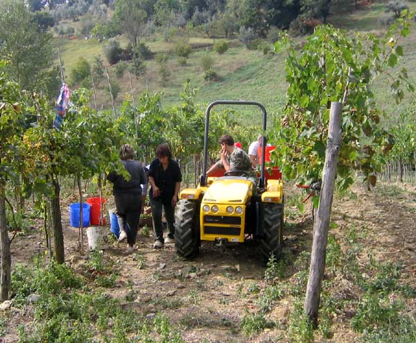 vendemmia