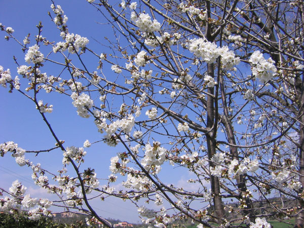 primavera