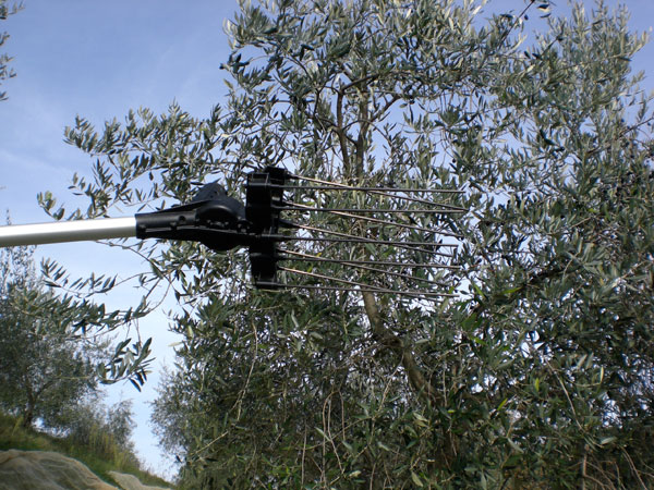 new olive oil