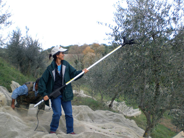 new olive oil