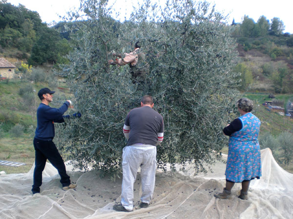 Olive oil