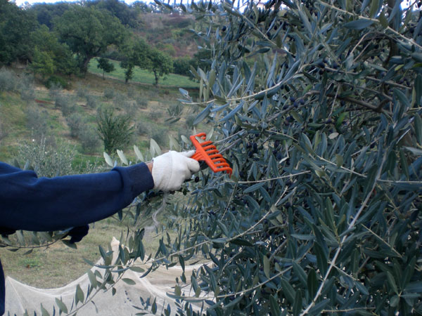 Olive oil