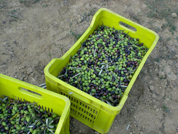 Olive oil