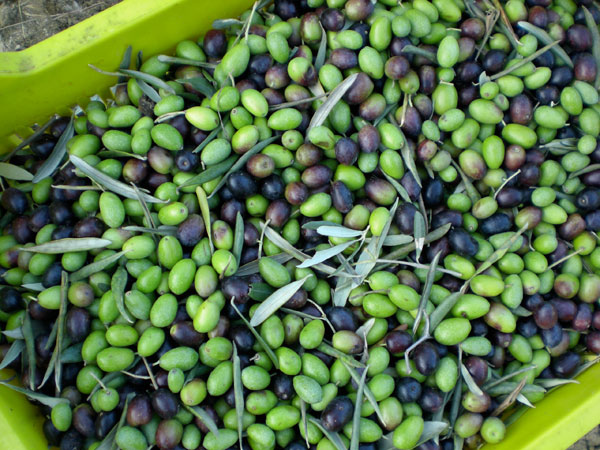 Olive oil