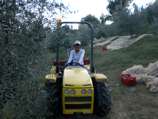 Olive oil