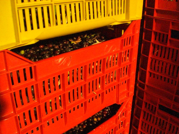 olio d'oliva