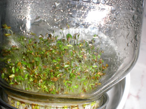 vegetables