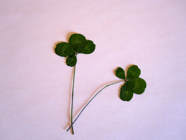 clover
