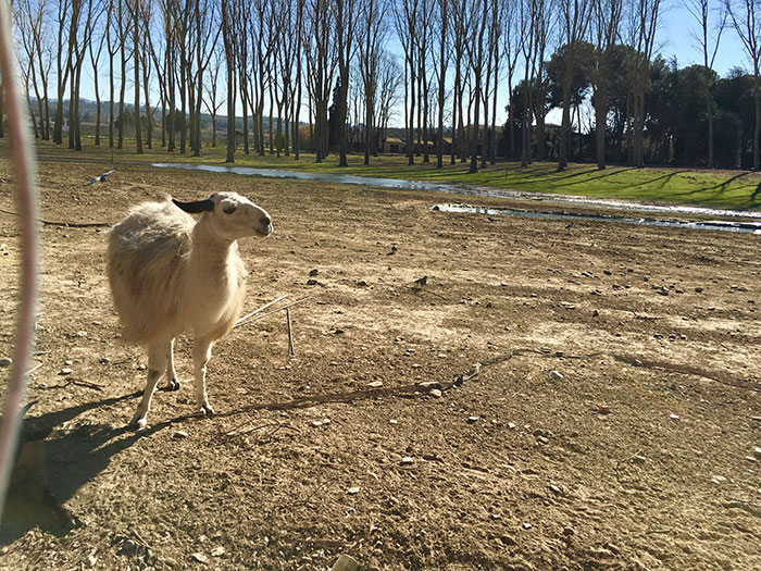 zoo