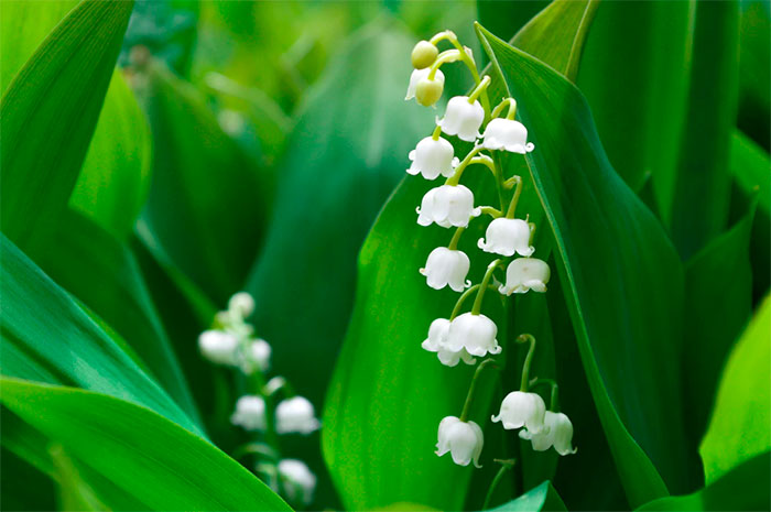 muguet