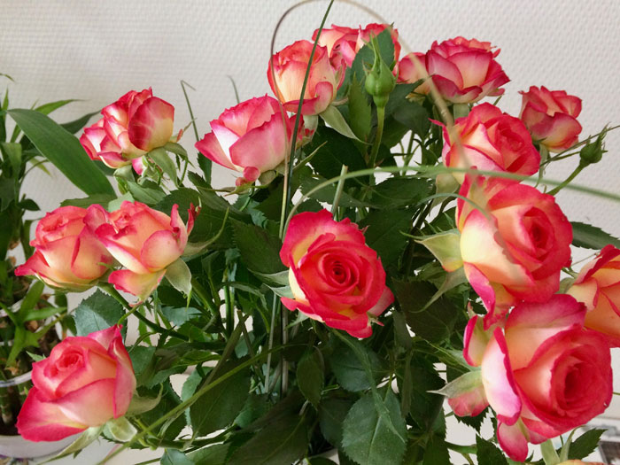 rose
