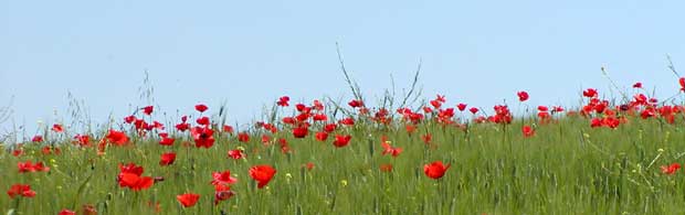 poppies
